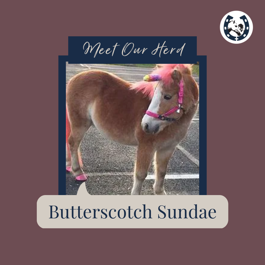 Meet Our Herd_ Butterscotch Sundae.png