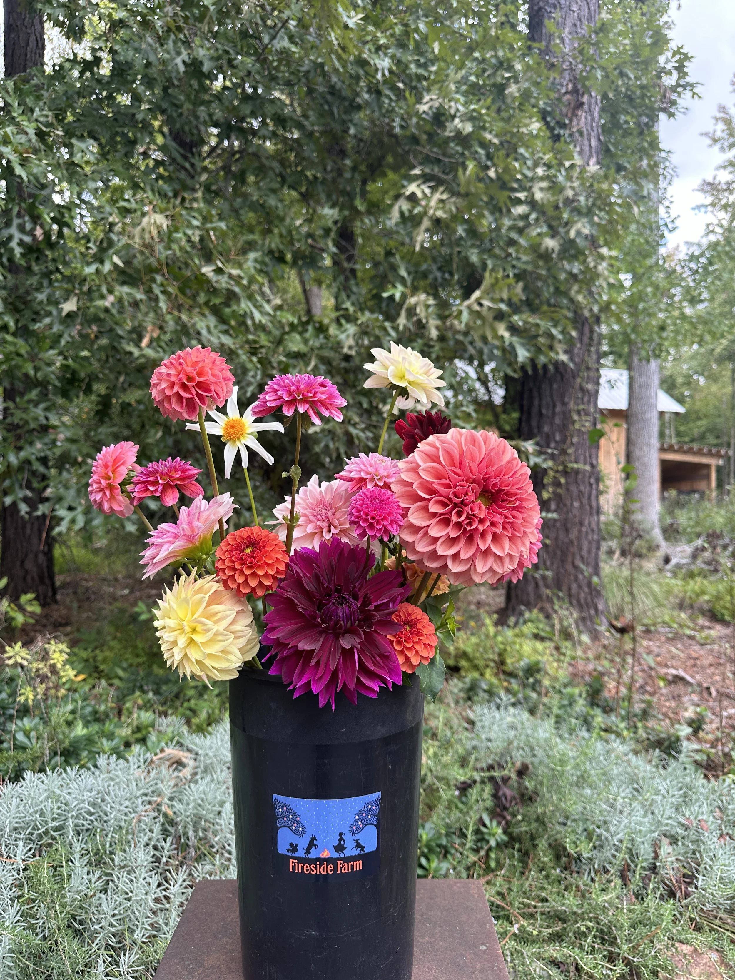 20 dahlias mixed bucket fireside farm.JPG