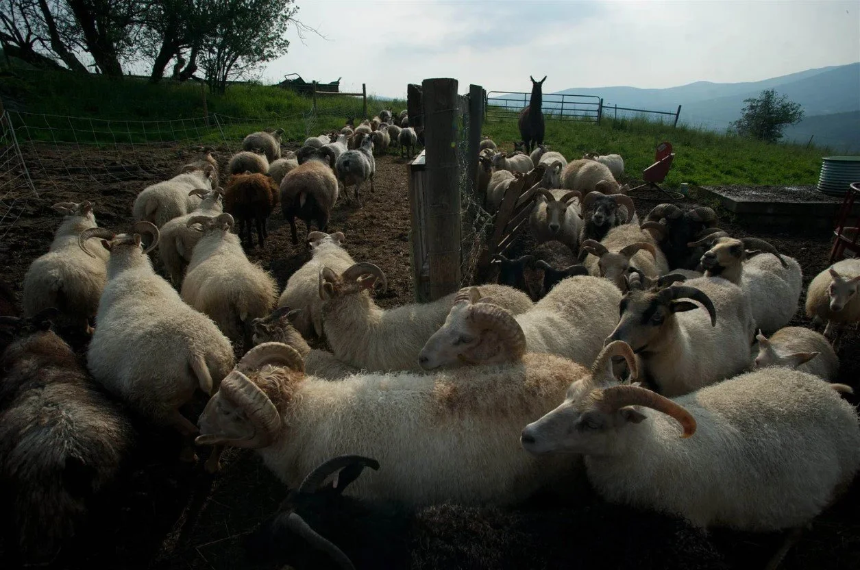 Screenshot 2025-11-26 080010.jpg