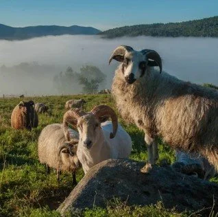 Screenshot 2025-11-26 083825.jpg