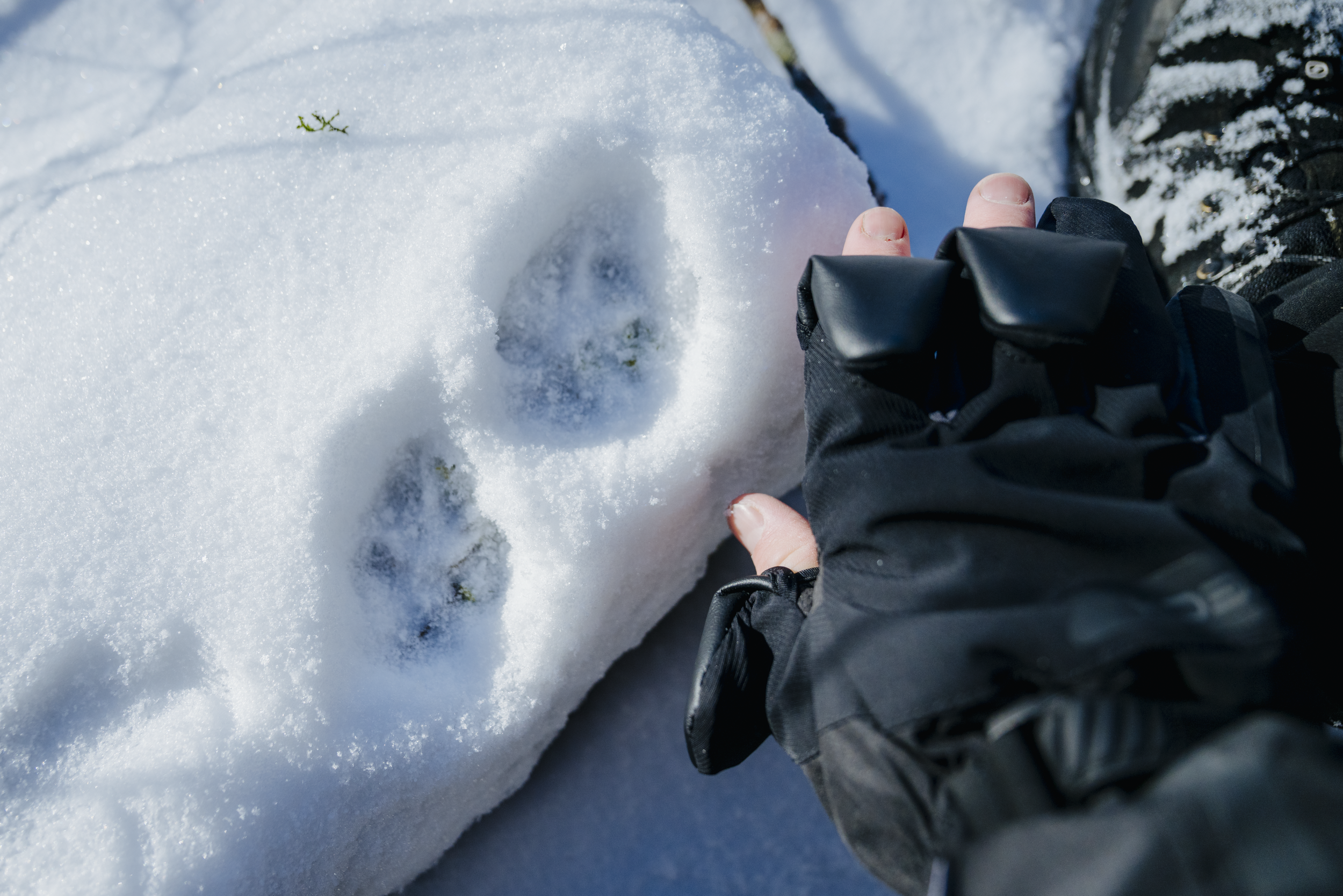 Affronter la neige lorsqu’on est photographe : test de gants pour le terrain 🥊