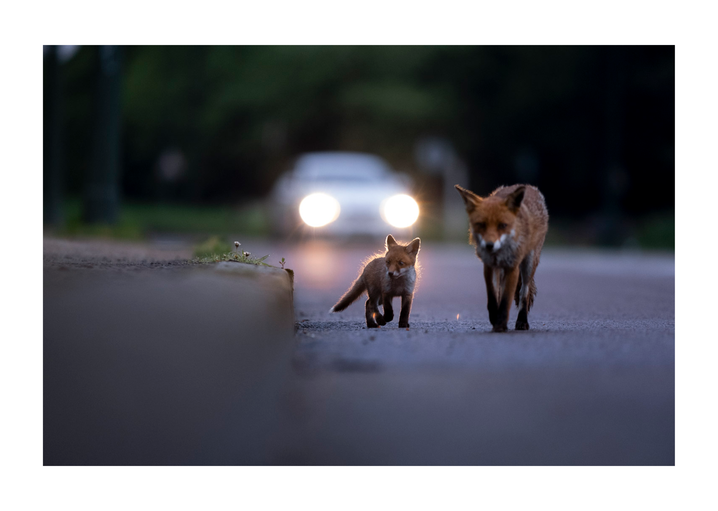 renard2.png