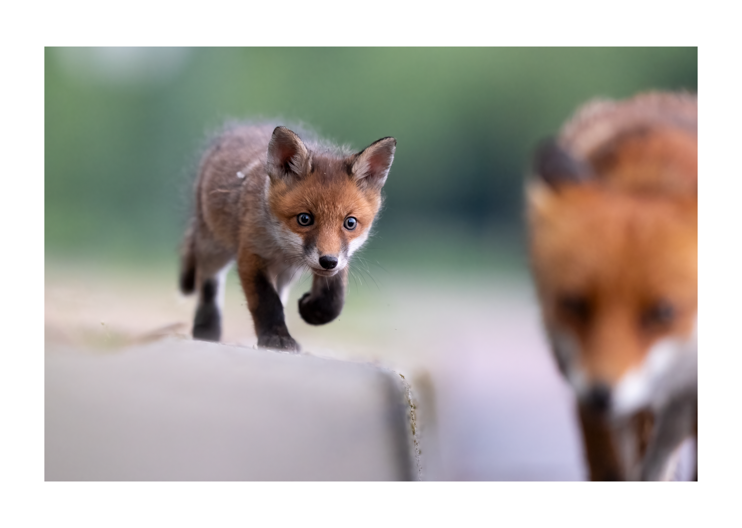 renard3.png