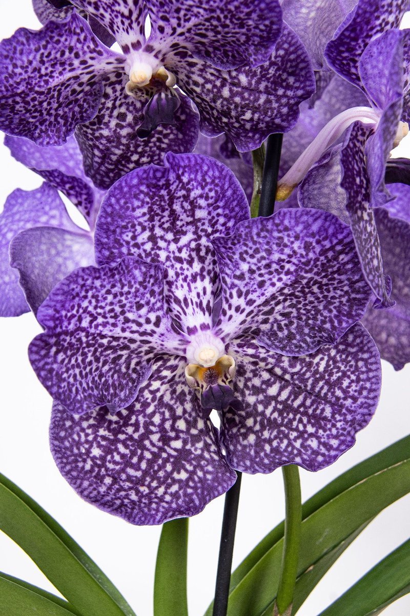 Vanda