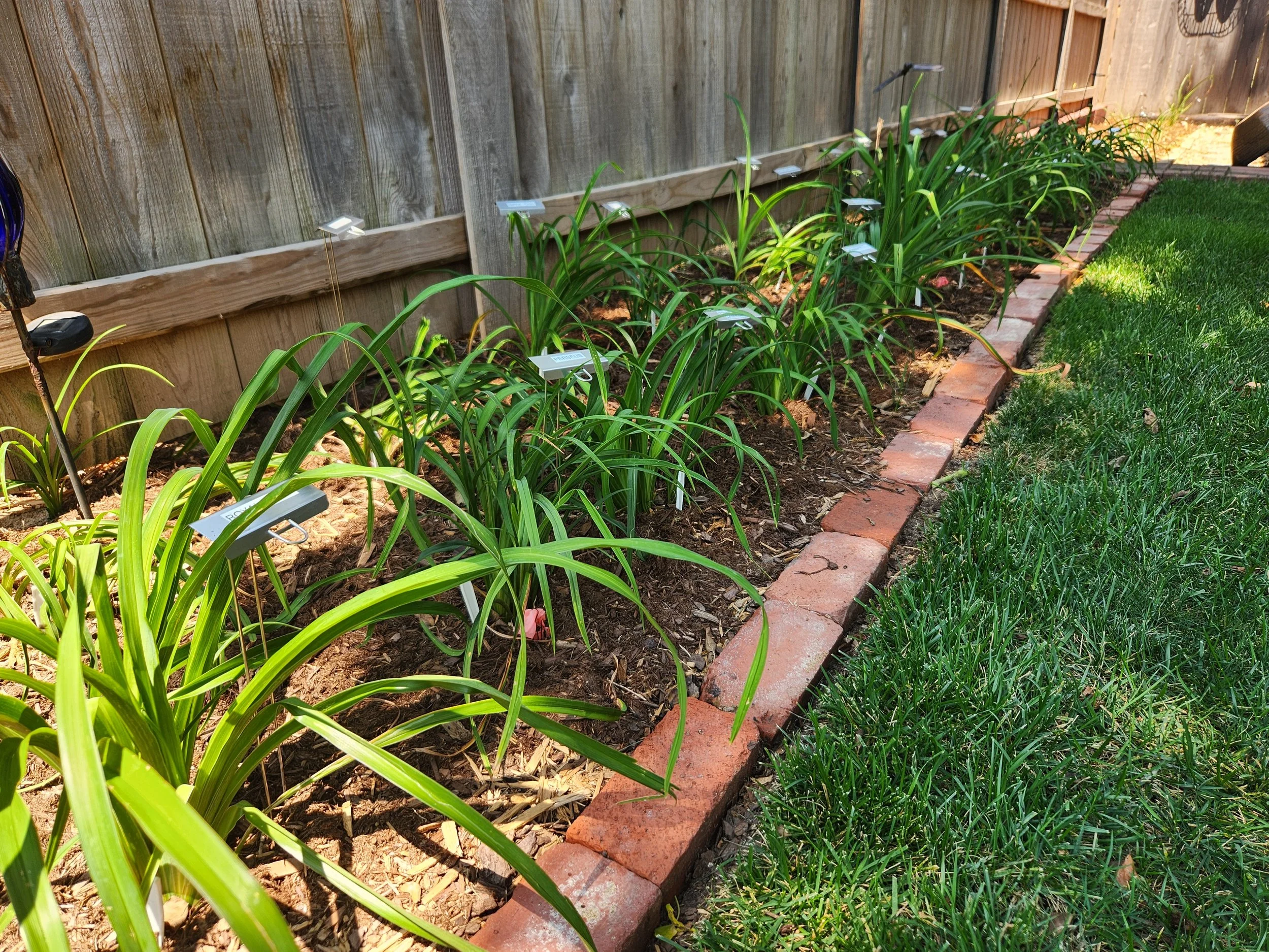 Lilies galore in Jan's yard.jpg