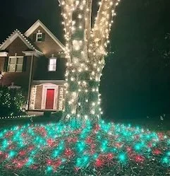 tree trunk with white lights wrapped around and red and green lights on the ground