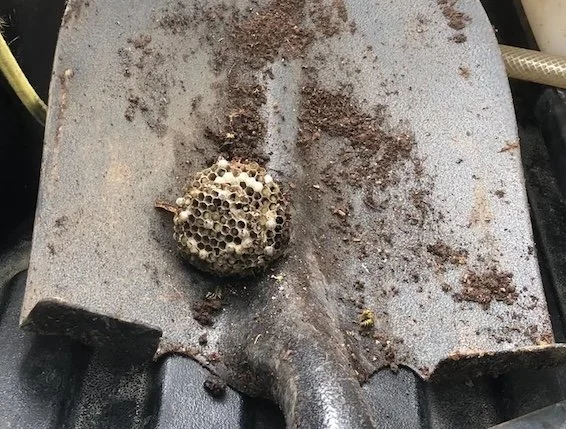 yellow jacket nest dug out of the ground with a shovel