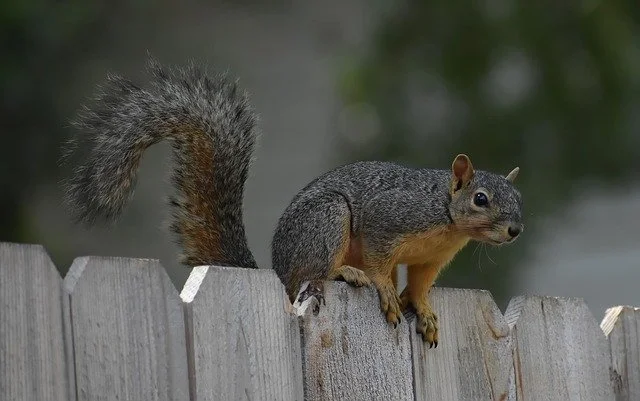 Why Squirrels Target Gutters and Attics in Fall