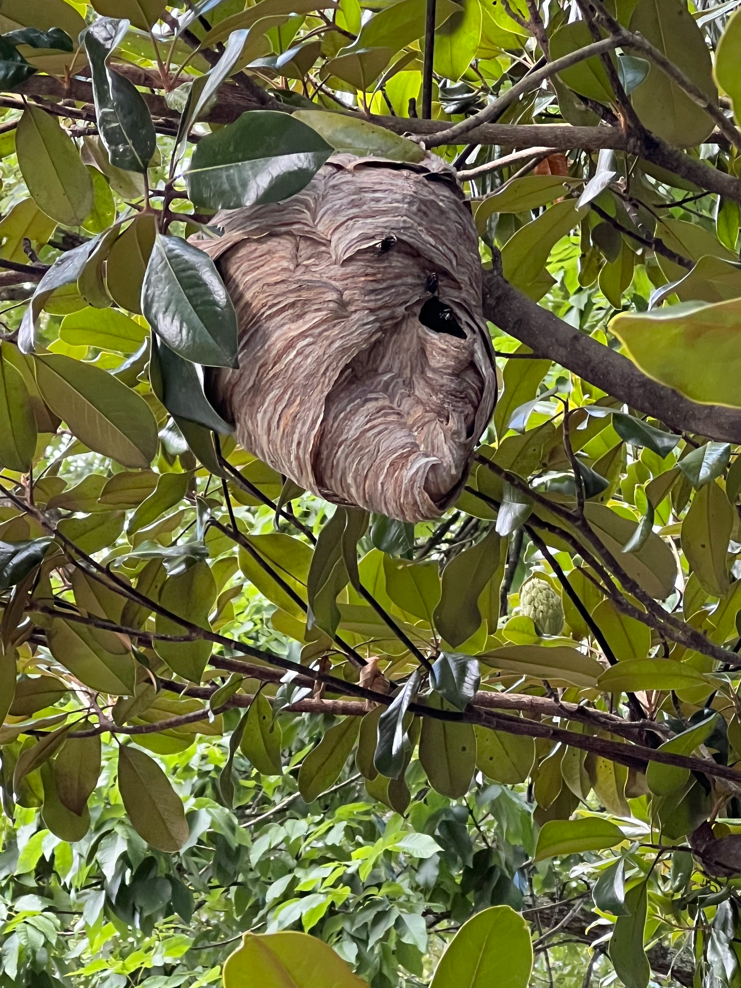 A balfaced hornet's nest hanging in the branches of a tree surrounded by green leaves, with hornets entering and exiting the hive.