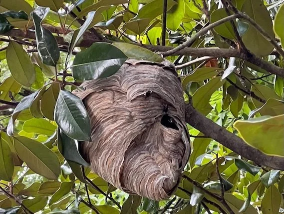 A balfaced hornet's nest hanging in the branches of a tree surrounded by green leaves, with hornets entering and exiting the hive.