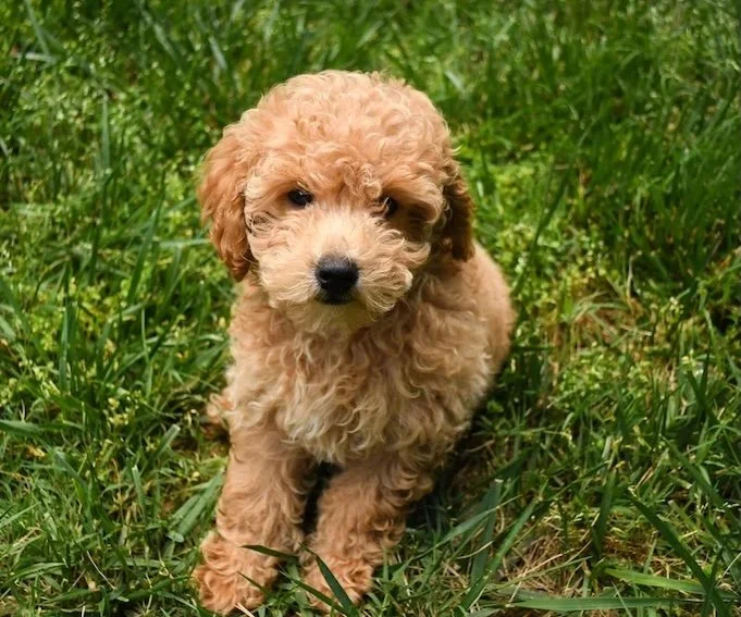 puppy flea tick treatment control pest services charlotte area woman owned women run small business mosquito