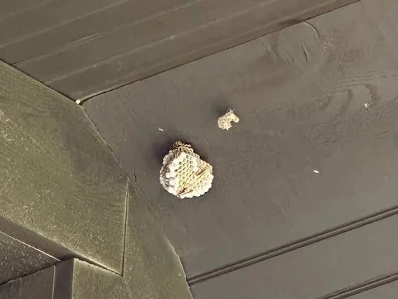umbrella-shaped paper wasp nest hanging on the eaves of a house