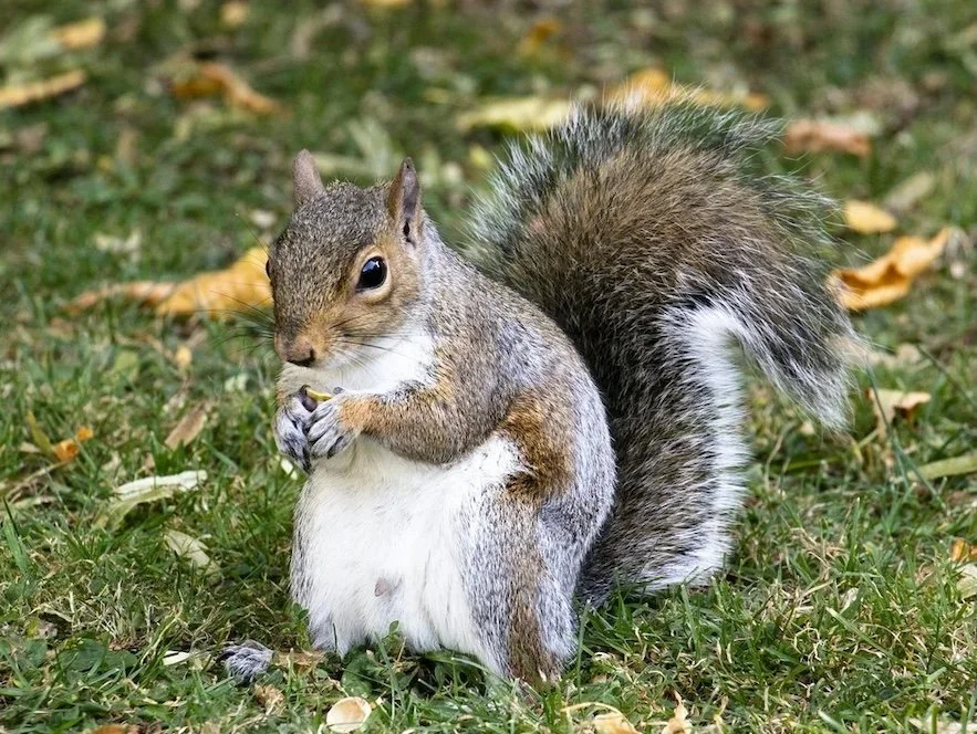 A squirrel standing on the grass, holding a small nut or seed in its paws.