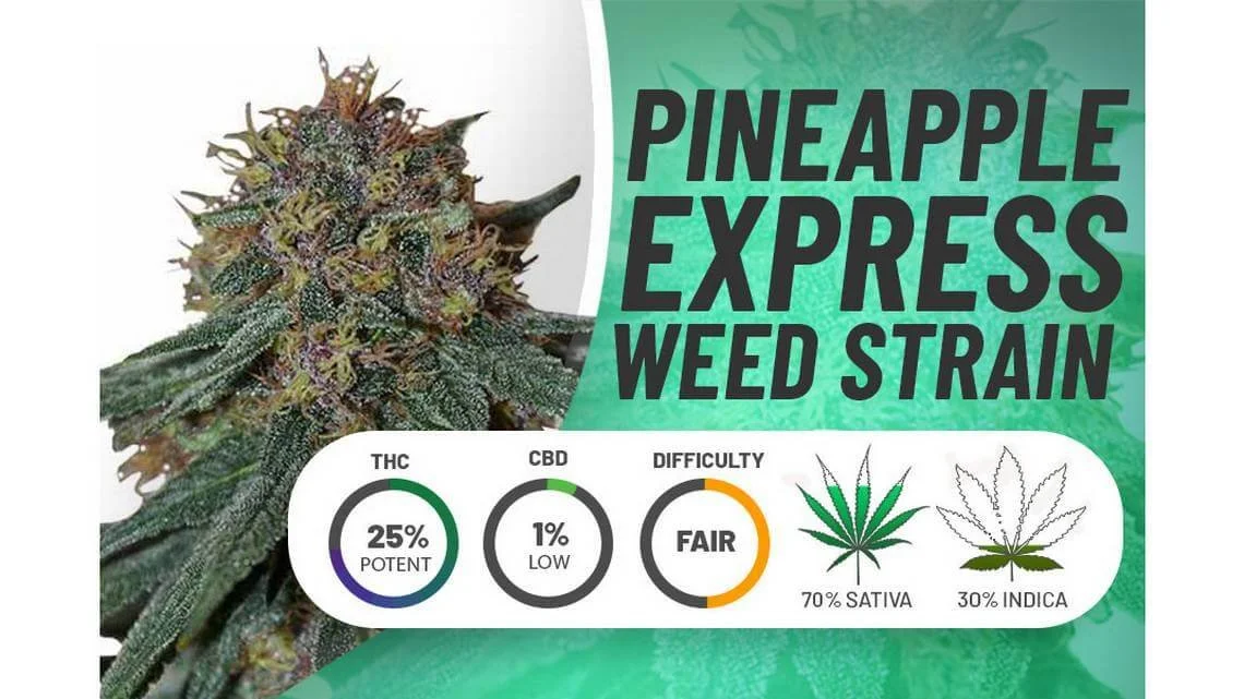 Strain Spotlight Pineapple Express — Kentucky Cannabis Clinic