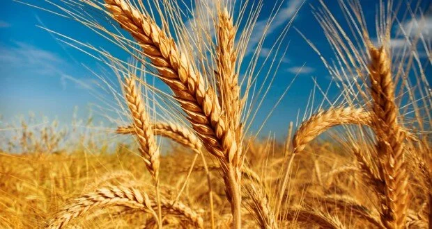 Online Shavuot Celebration