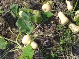 Gleanings in the Fields of Israel