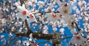 Neal Live from Israel: AARON'S ALMOND STAFF—A Symbol of Community and Hope