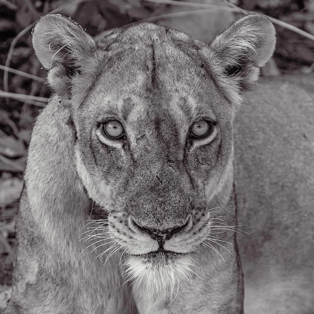 📍South Luangwa National Park, Zambia

I honestly hesitated to even to post about this place, because I don&rsquo;t want people to ruin this hidden gem. So PLEASE PLEASE if this post inspires you to go there, treat the people, animals, and environmen