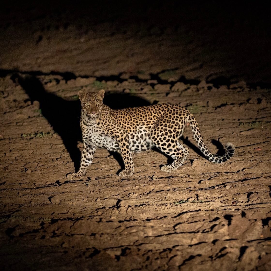 🌙 Night drive at South Luangwa National Park with @wildlifecampzambia 

Some African parks allow night drives, which allow you to see wildlife that&rsquo;s usually asleep or hidden during daylight hours.

Leopards, lions, and hyenas all hunt at nigh