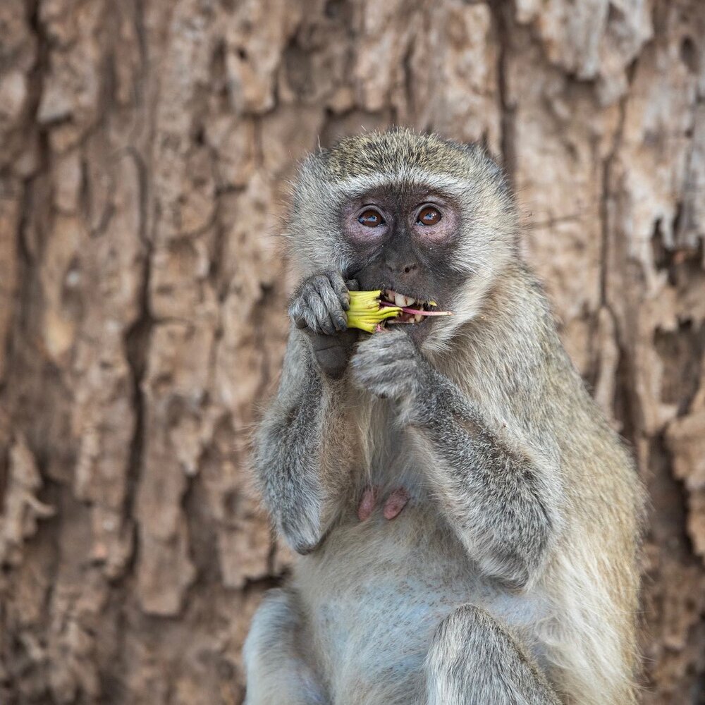 📍Mana Pools National Park, Zimbabwe

I&rsquo;ve been hearing the words &ldquo;Mana Pools&rdquo; uttered upon sighs of wonder for years, so I insisted that we take a detour to cross into Zimbabwe and spend a couple of days here. We were not disappoin