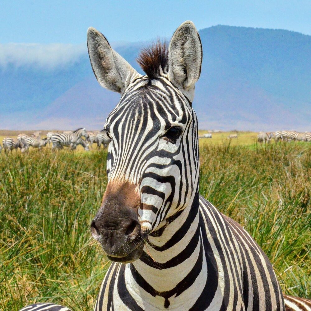 📍Ngorongoro Crater, Tanzania (aka my favorite spot in the world)

Ngorongoro Crater is the world&rsquo;s largest intact volcanic caldera. It was created when a volcano exploded and collapsed on itself 2-3 million years ago.

It left behind this 10-m