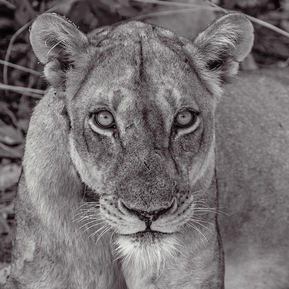 📍South Luangwa National Park, Zambia

I honestly hesitated to even to post about this place, because I don&rsquo;t want people to ruin this hidden gem. So PLEASE PLEASE if this post inspires you to go there, treat the people, animals, and environmen