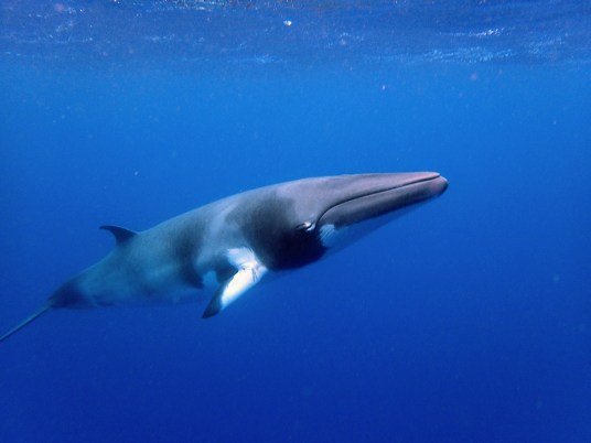 Dwarf-Minke-Whale.jpg