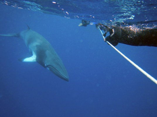 Swimming-with-dwarf-minke-whales.jpg