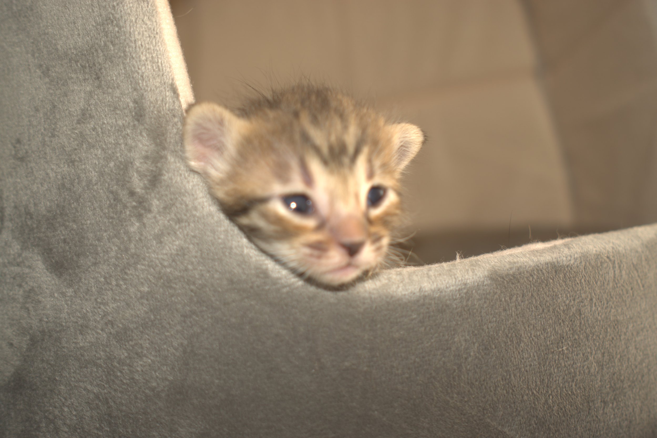 kitten boy.jpg