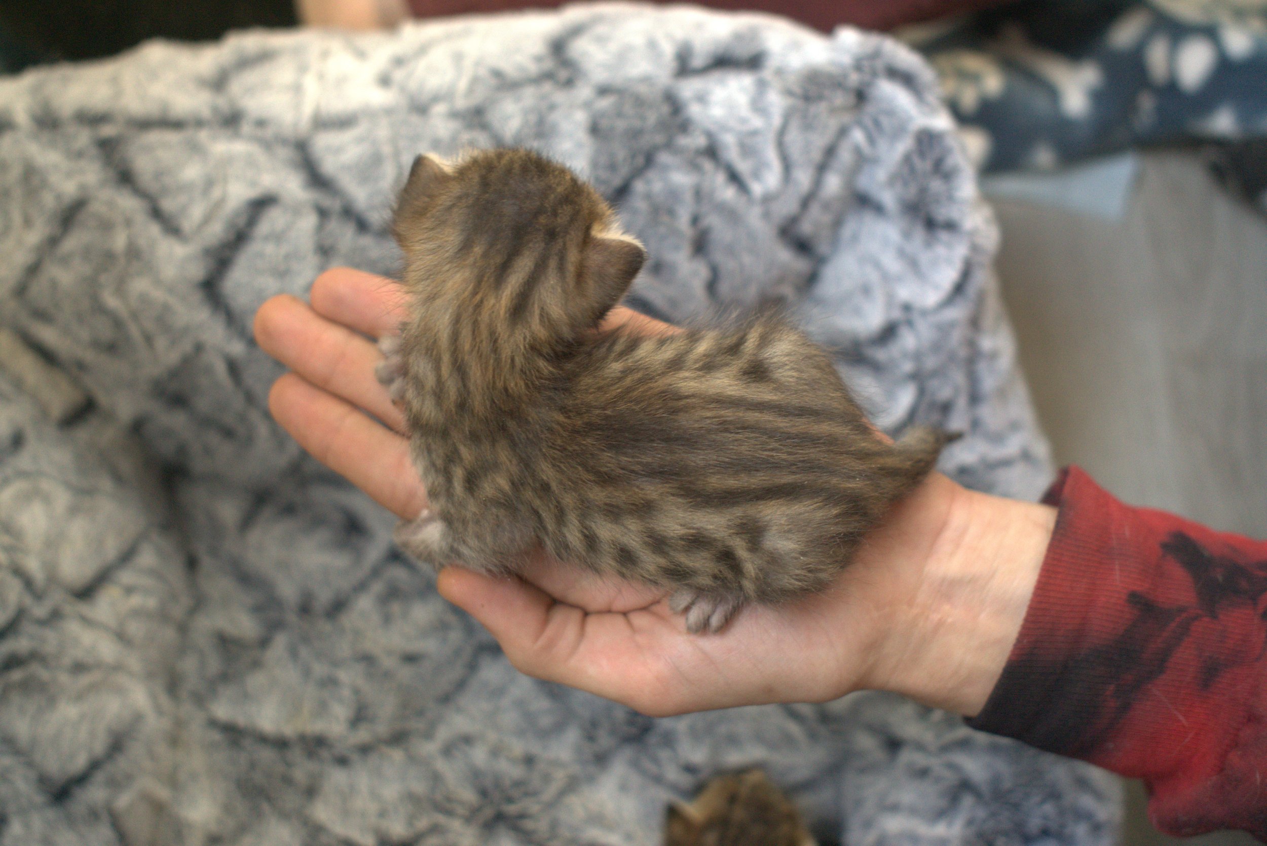 kitten b.jpg