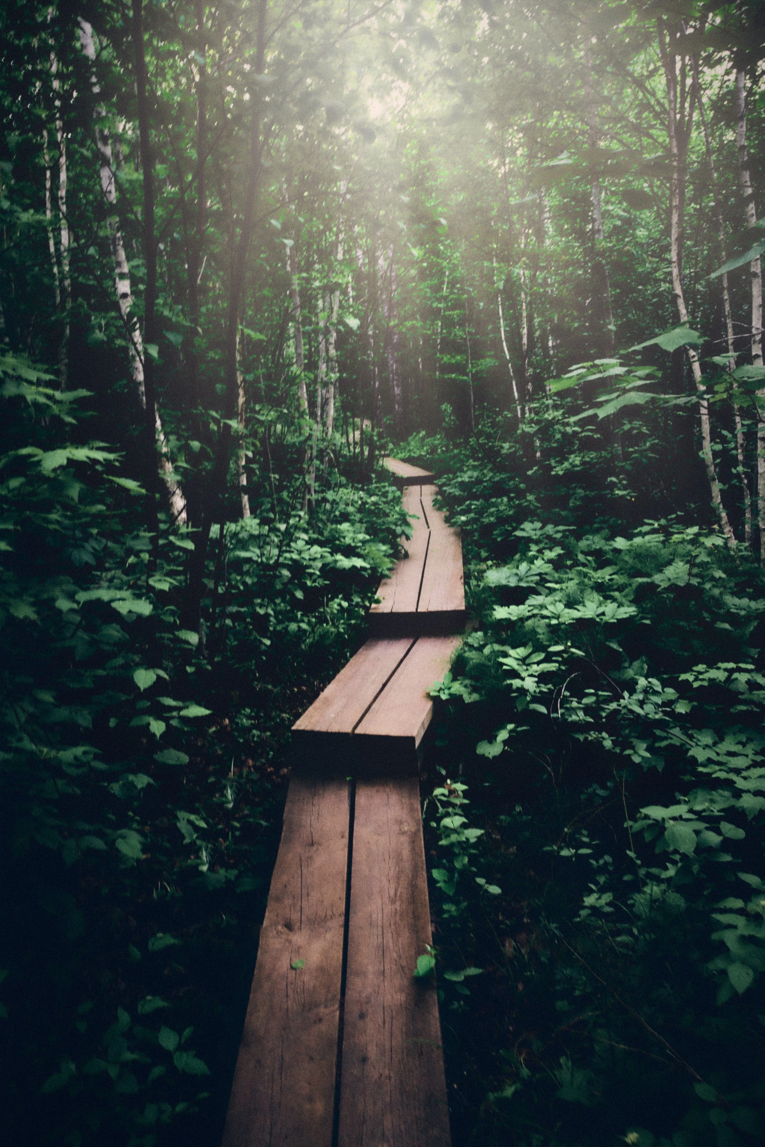 Wooden boardwalk path through dense green forest.