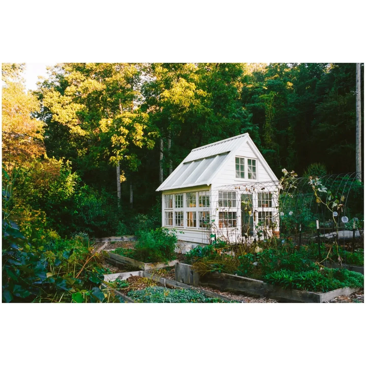 Garden Oasis. Nikon FM + 28mm f/2 + Portra 800.
.
#madewithkodak #35mmfilm