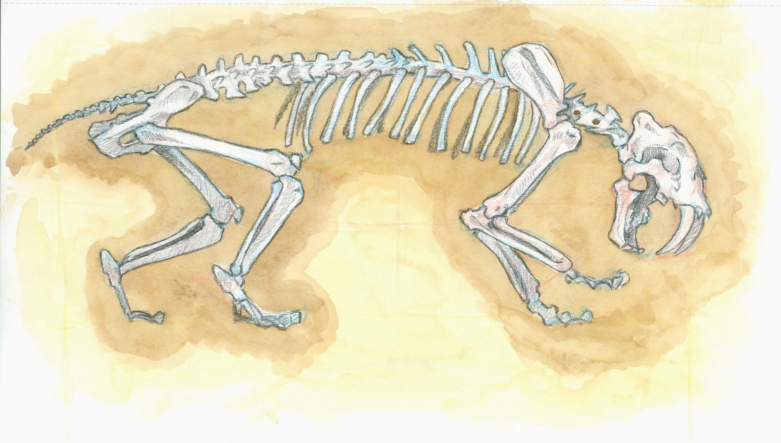 smilodon_sketch_2024.jpg