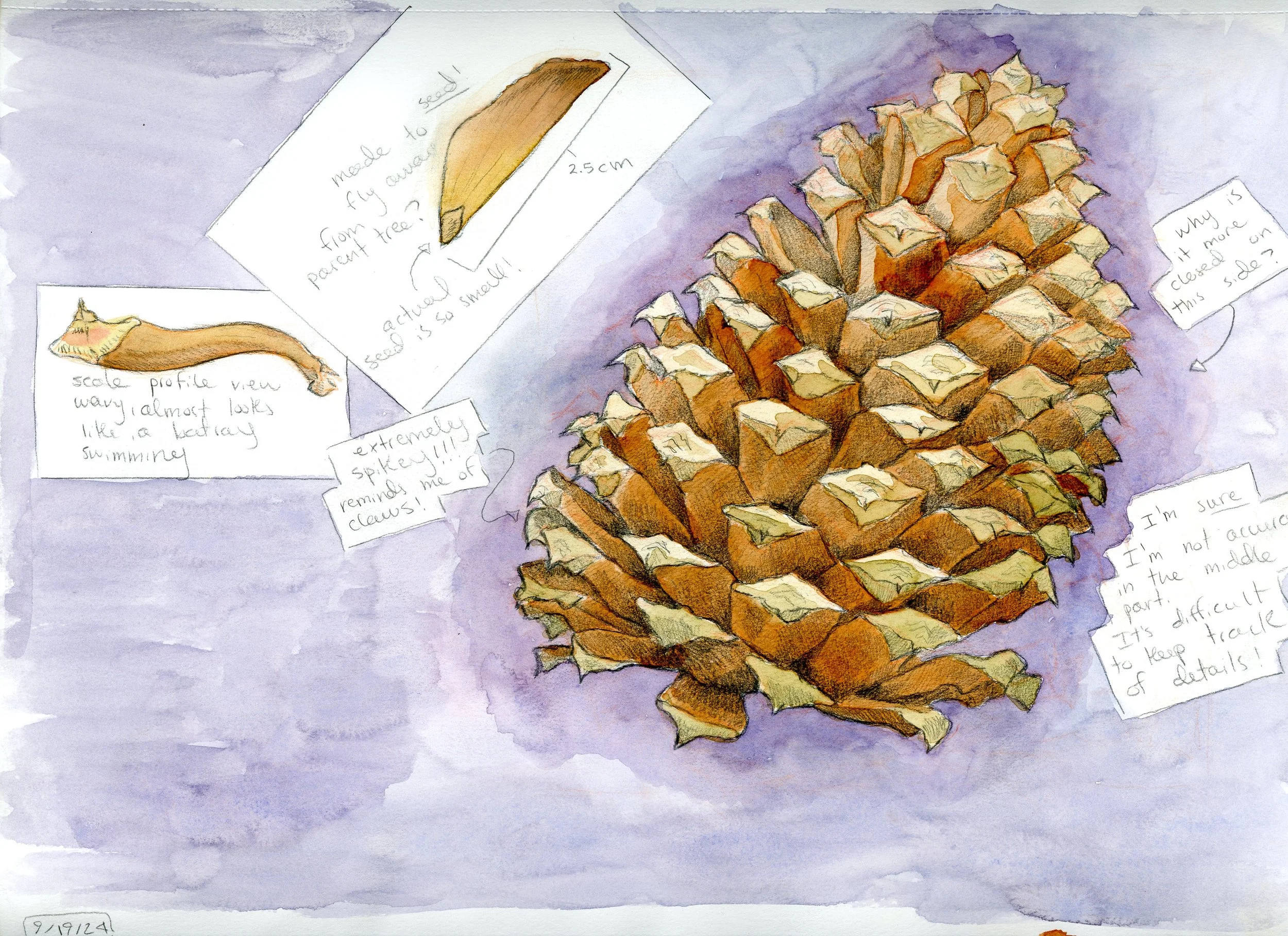 pine_cone_sketch_september_2024.jpg