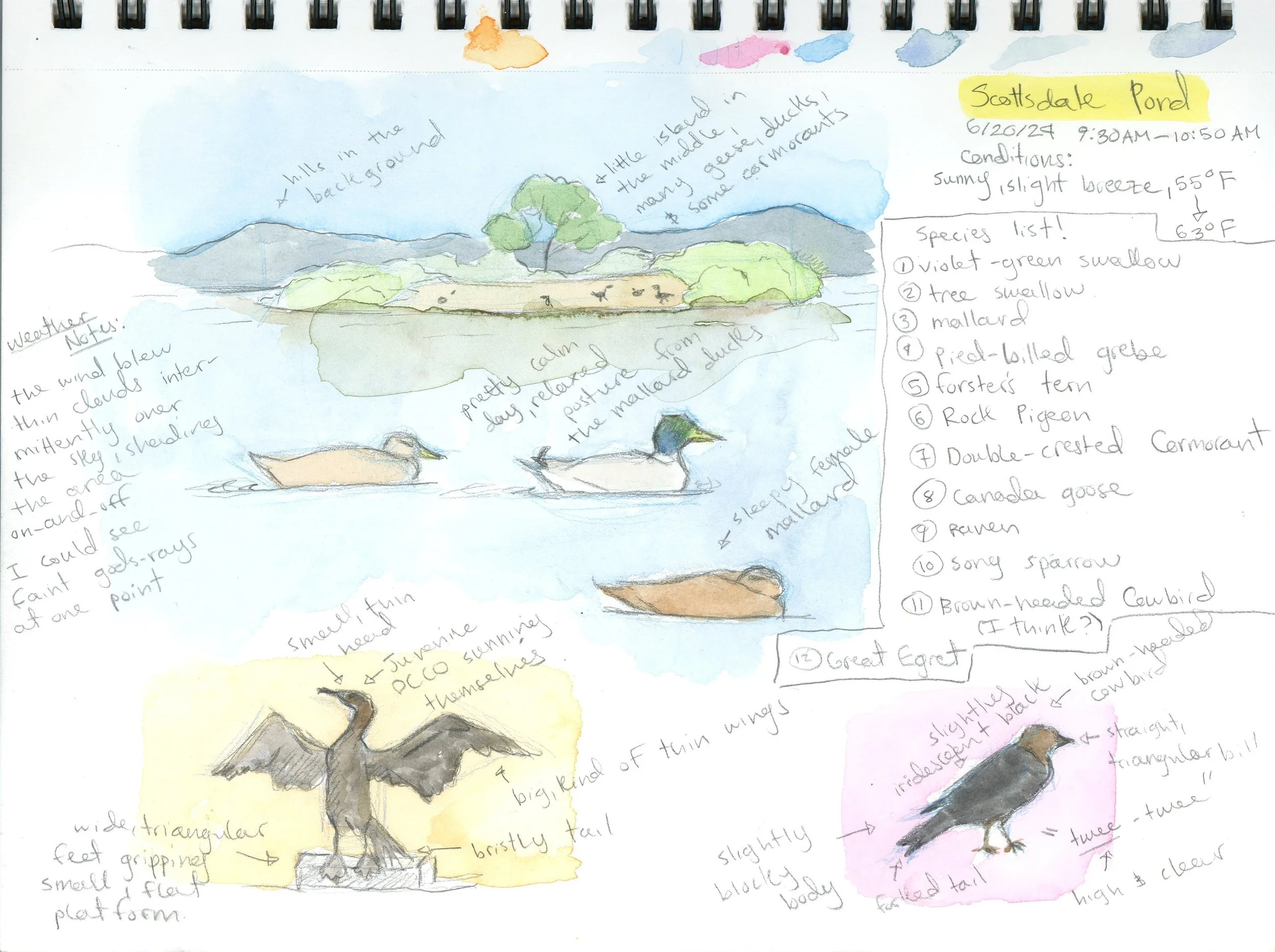 scottsdale_pond_sketch.jpg