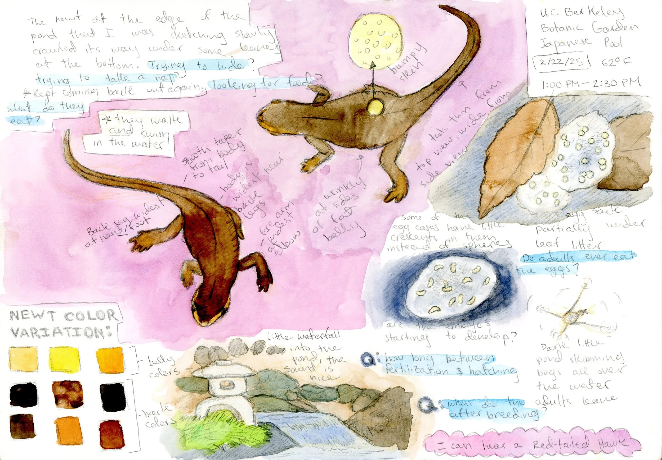 california_newt_sketch_page.jpg