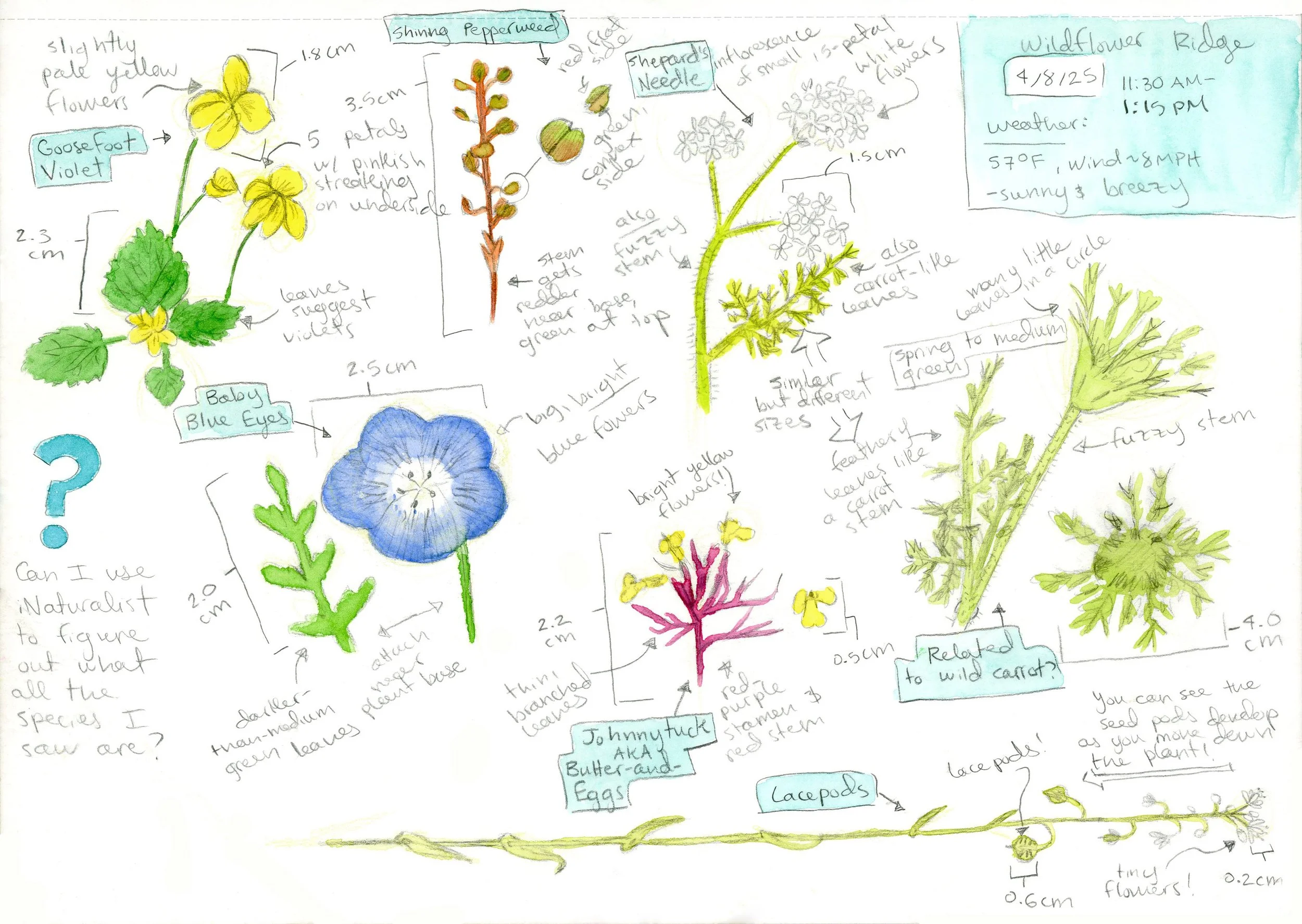 wildflower_ridge_sketch_page.jpg