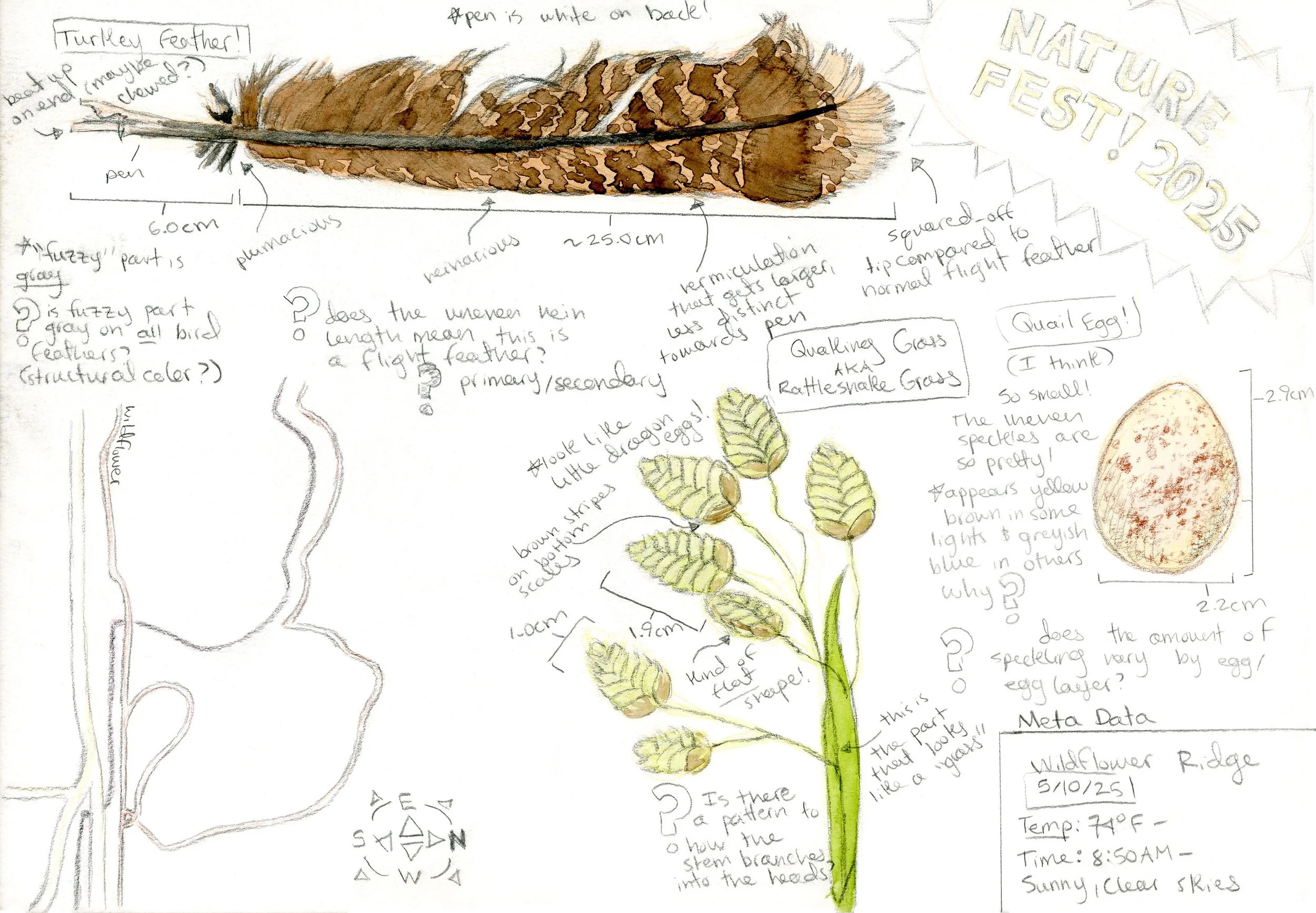 nature_fest_2025_sketch_page.jpg