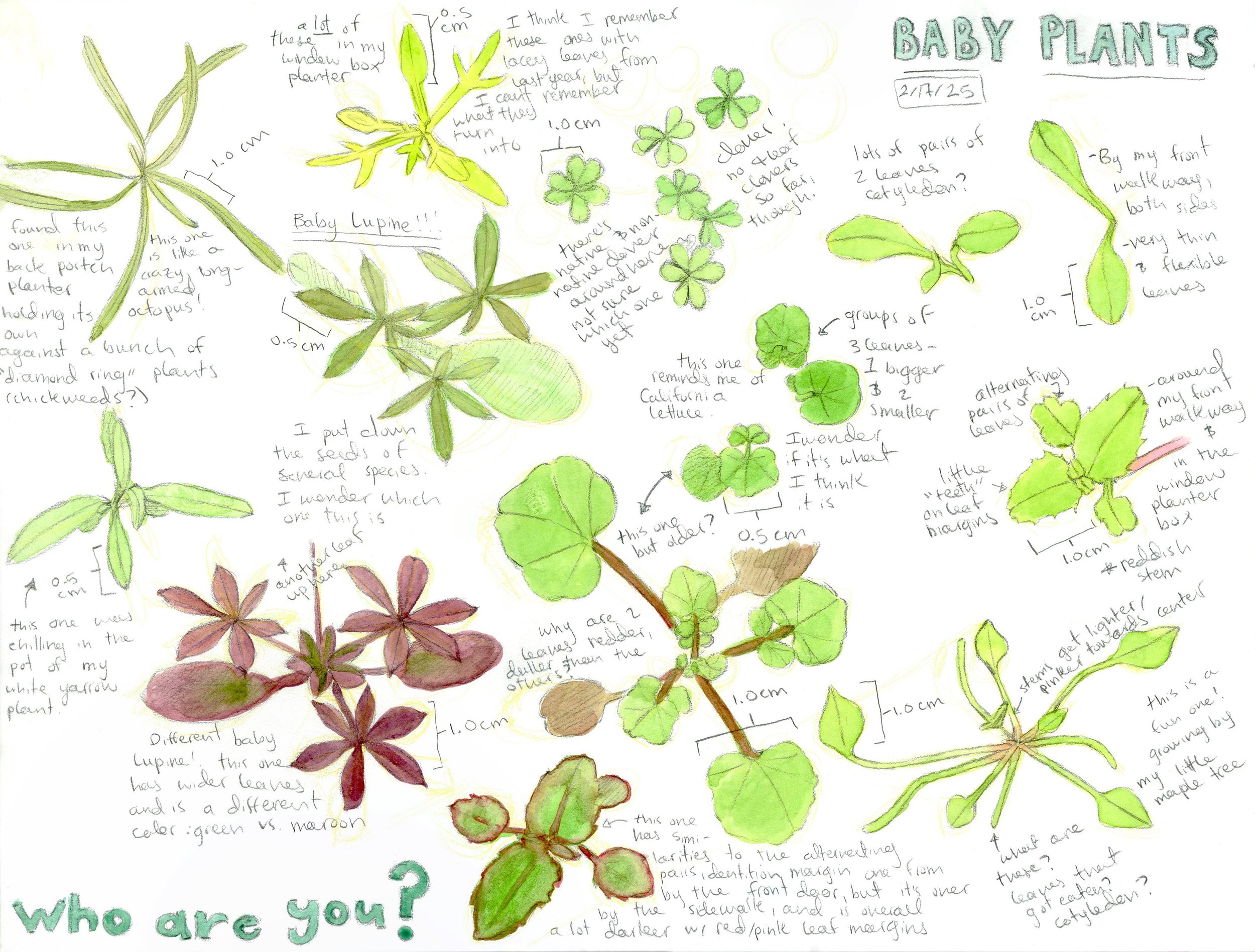 baby_plant_sketch_page_for_website.jpg