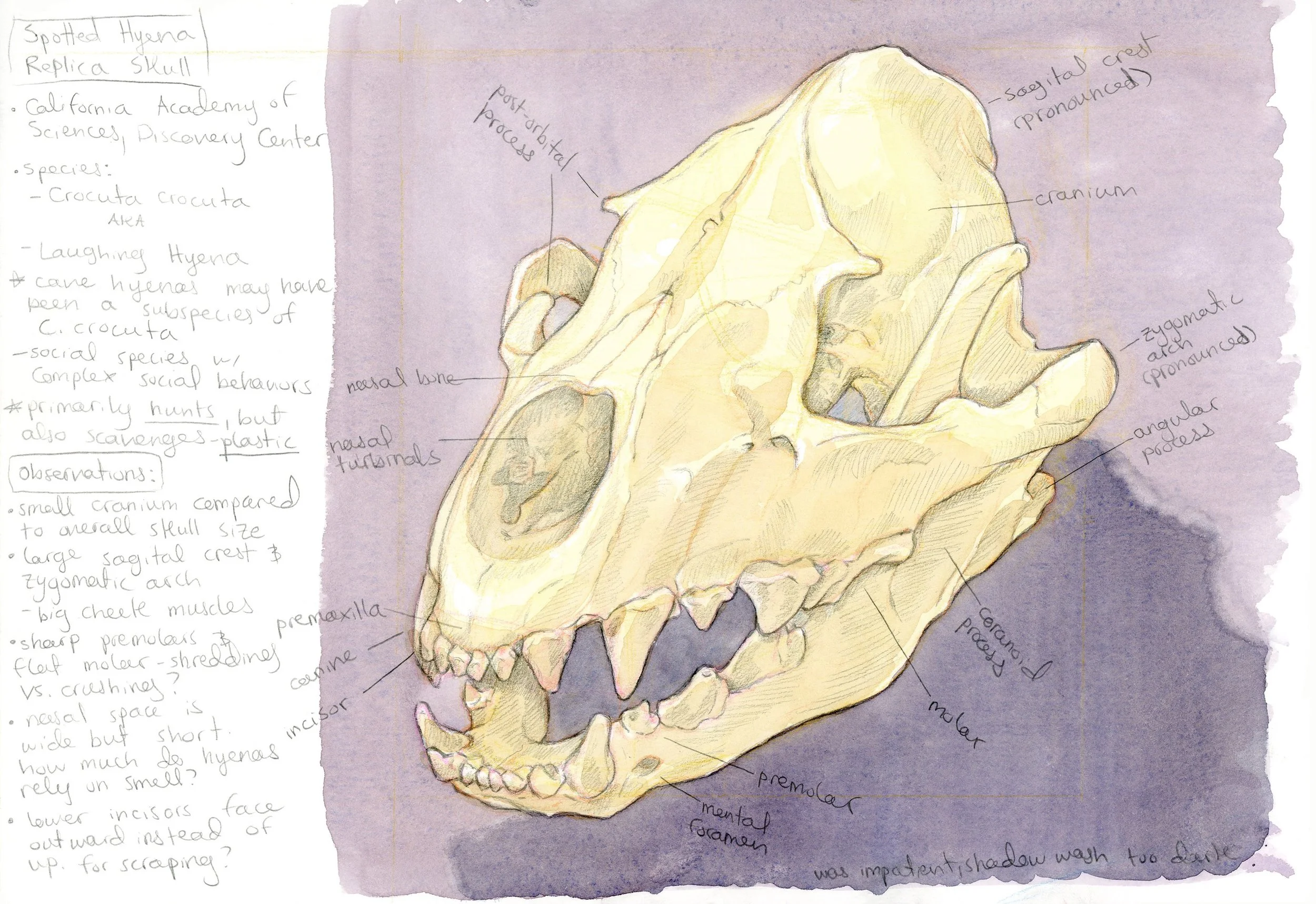 hyena_skull_sketch_page.jpg