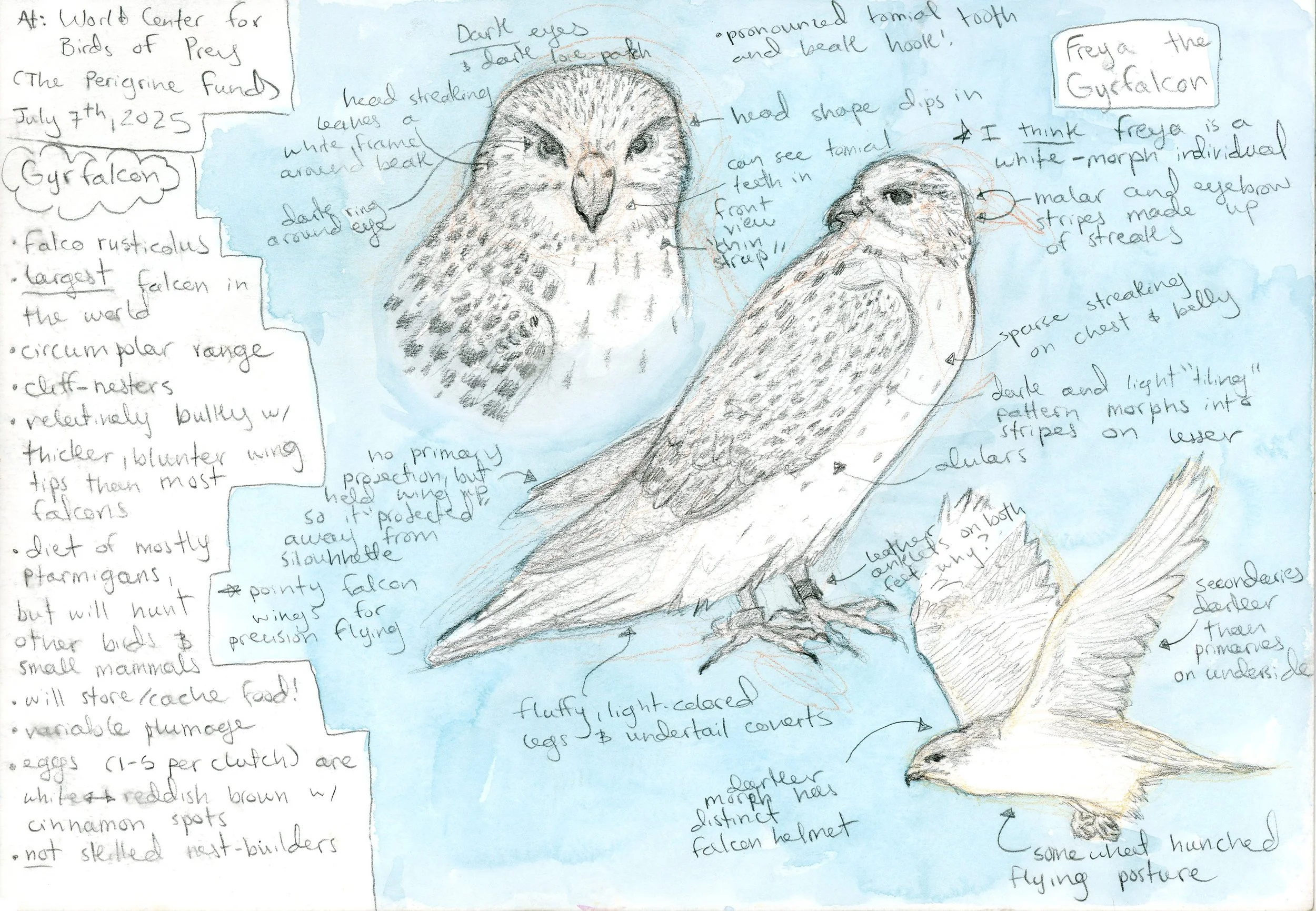 gyrfalcon_sketch_page.jpg