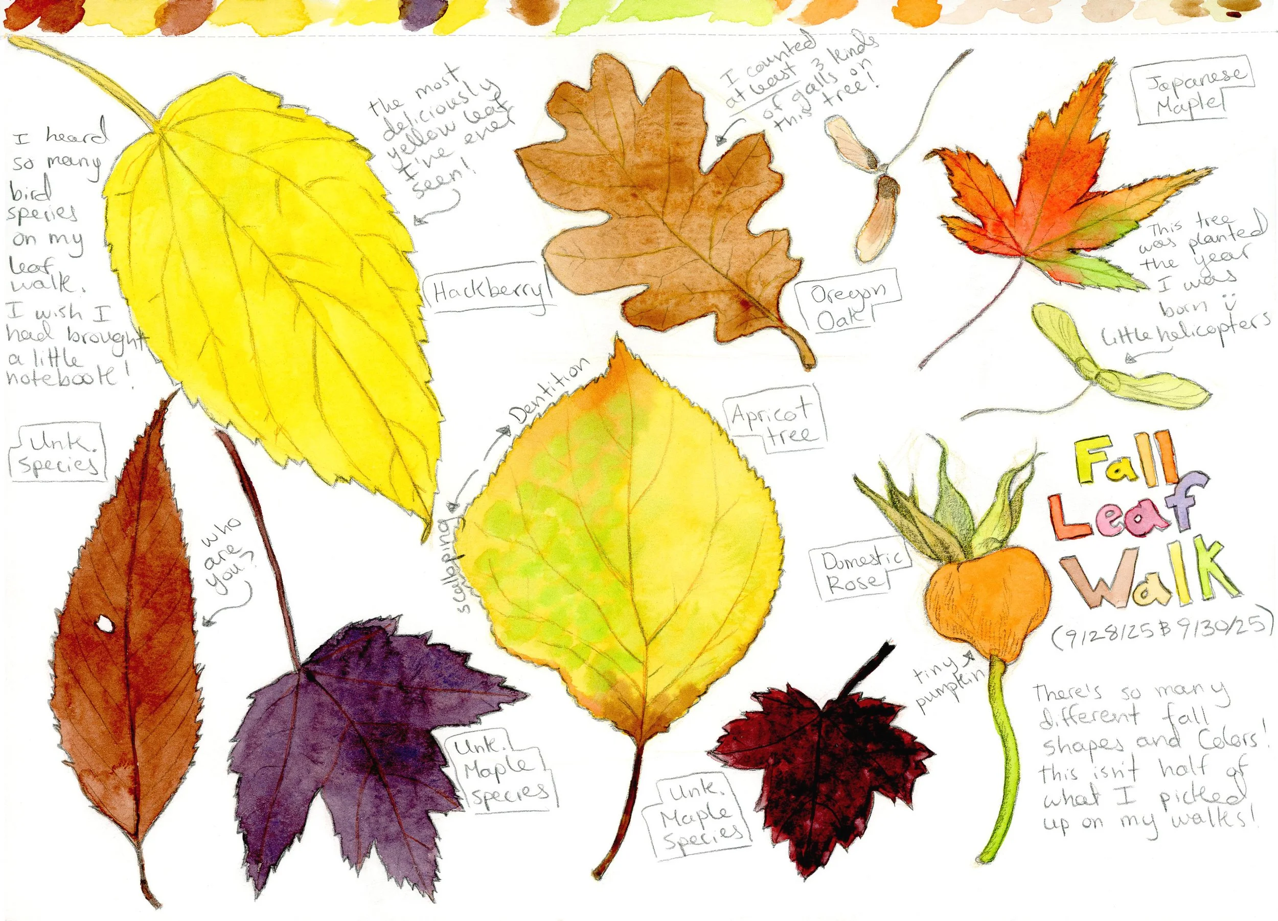 fall_colors_sketch_page.jpg