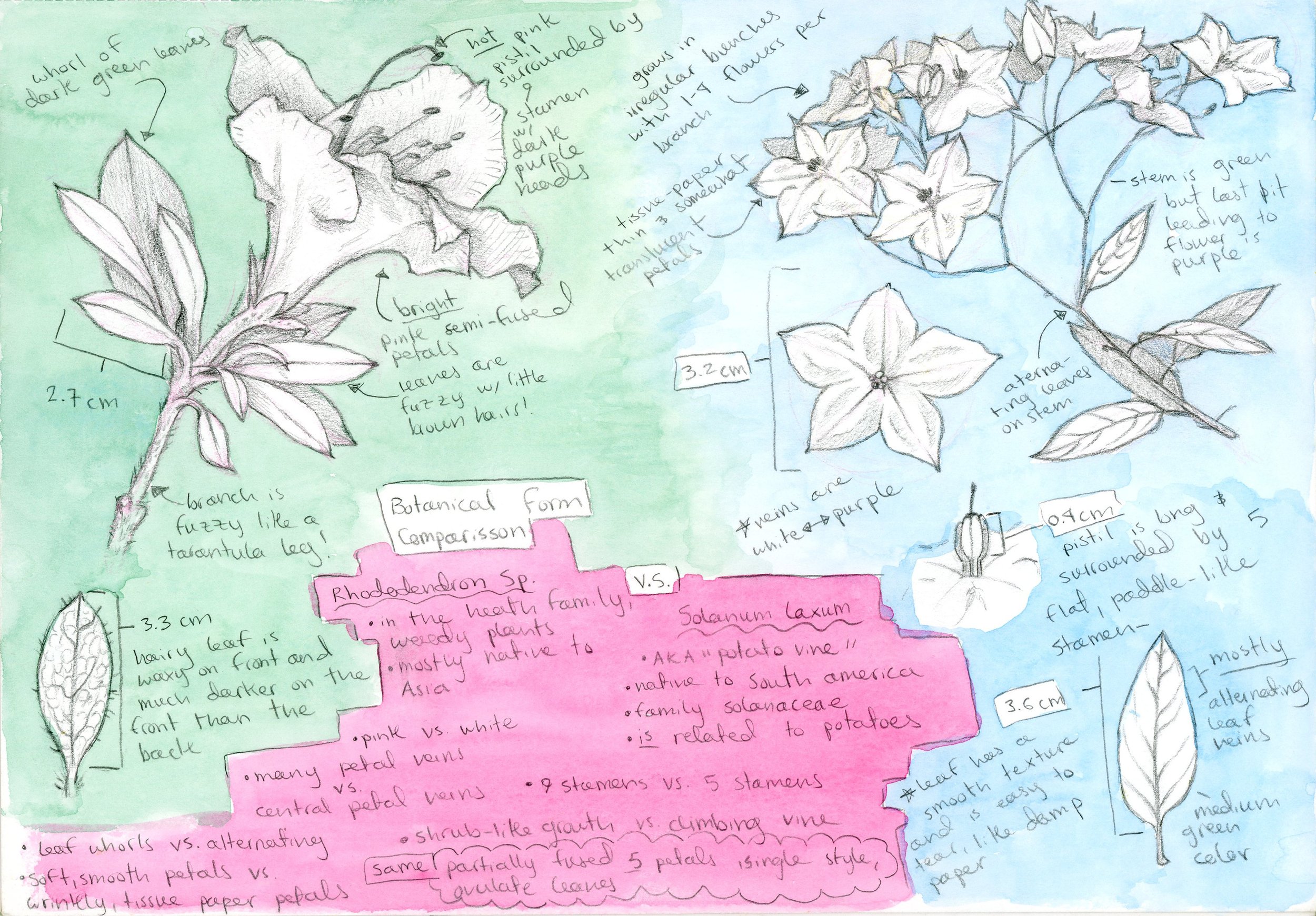 garden_flowers_sketch_page.jpg