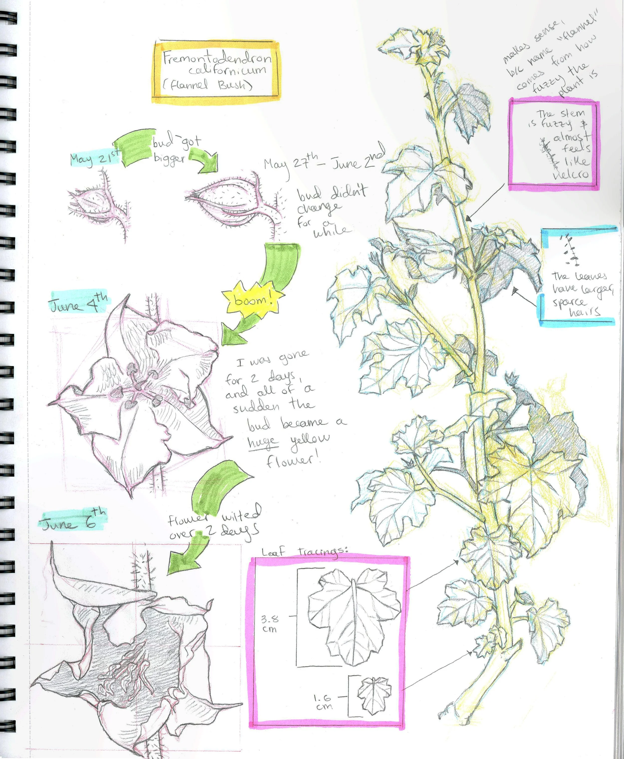 fremontodendron_journal_page.jpg