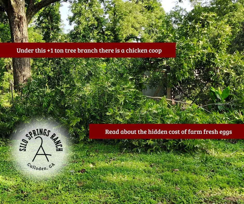 The Fence, the Tree, and the Hidden Cost of Eggs