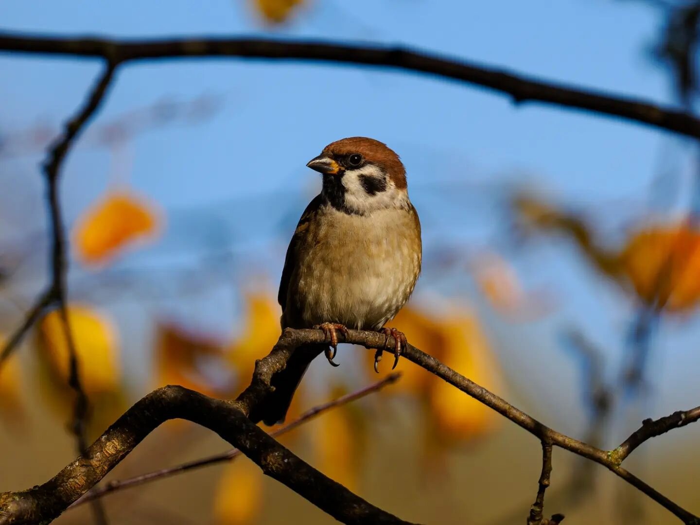 Autumn also means more birds are coming to the feeders in the garden.
Therefore there are lots of opportunities to practice bird photography.

Both pictures were shot with the OM-System OM1 and the Olympus 100-400mm lens.

#photography #photo #autumn