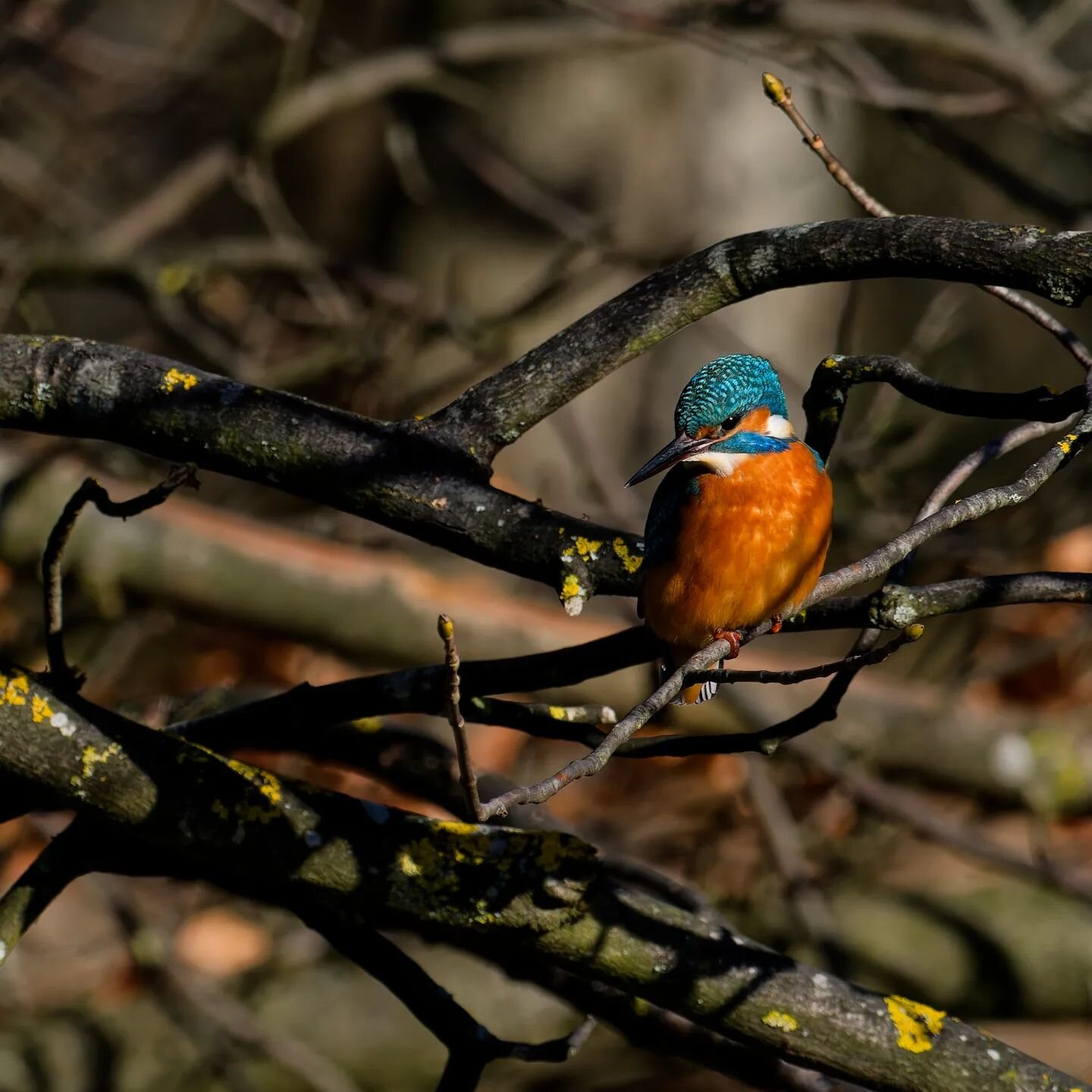 The kingfisher is probably one of the most popular birds to be photographed. Turns out it's quite tricky to find one that is willing to sit still within manageable distance.
But they are beautiful birds.

Shot at 600mm and F8 with the Olympus 300mm F