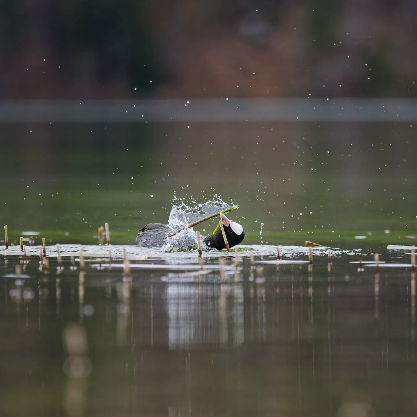 This coot making it rain 💦 

#birdphotography #bird #coot #photography #lumix #lumixg9ii #wildlife #olympus40150pro