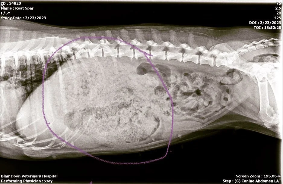 Blair Doon Veterinary Hospital