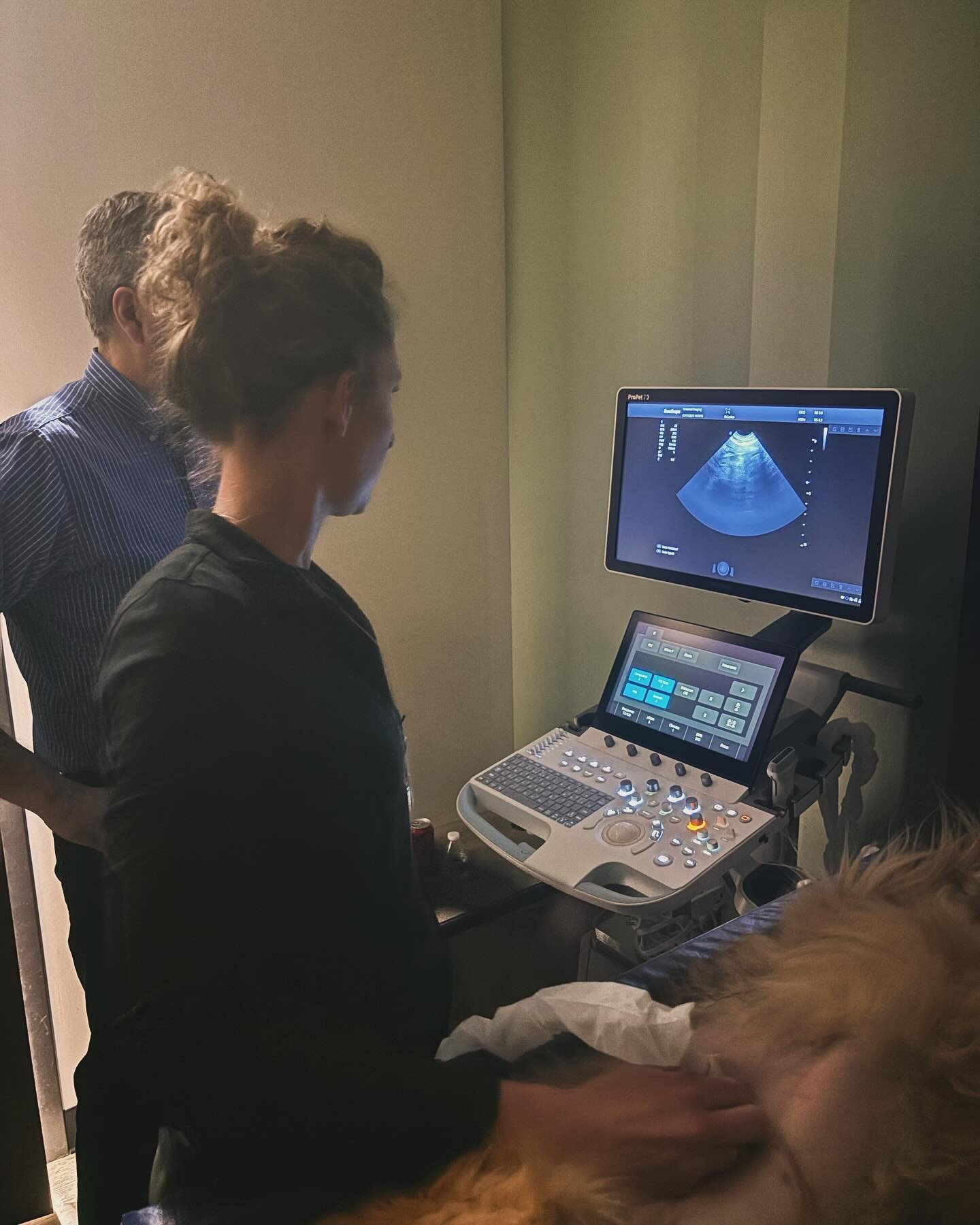 This weekend our own Dr. Beins attended an abdominal ultrasound workshop in Chicago with Universal Imaging! She is excited to share updates and be able to diagnose more with this great tool. #continuingeducation #ultrasound